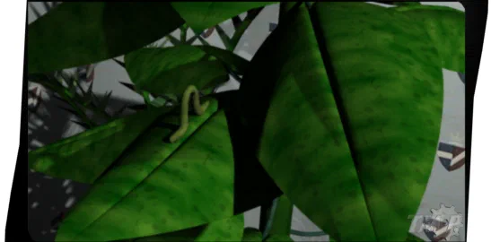 Inchworm
